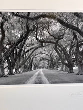 Load image into Gallery viewer, "Under the Umbrella of Trees" Original Photograph