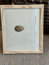 Load image into Gallery viewer, Nests & Eggs of British Birds