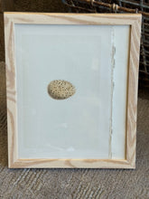 Load image into Gallery viewer, Nests & Eggs of British Birds