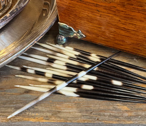 Porcupine Quill