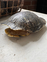 Load image into Gallery viewer, Small Turtle Shell