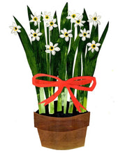 Load image into Gallery viewer, Paperwhites with Red Ribbon ~ 6 pack