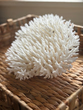 Load image into Gallery viewer, Snow Coral