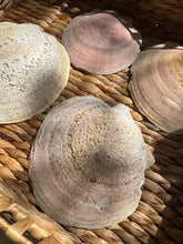 Load image into Gallery viewer, Clam Shells