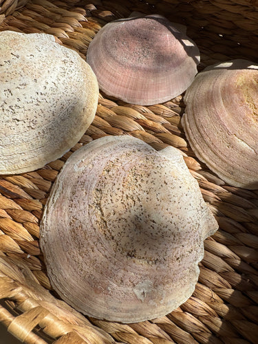 Clam Shells
