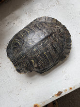 Load image into Gallery viewer, Small Turtle Shell