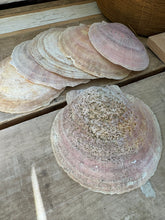 Load image into Gallery viewer, Clam Shells