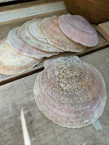 Clam Shells