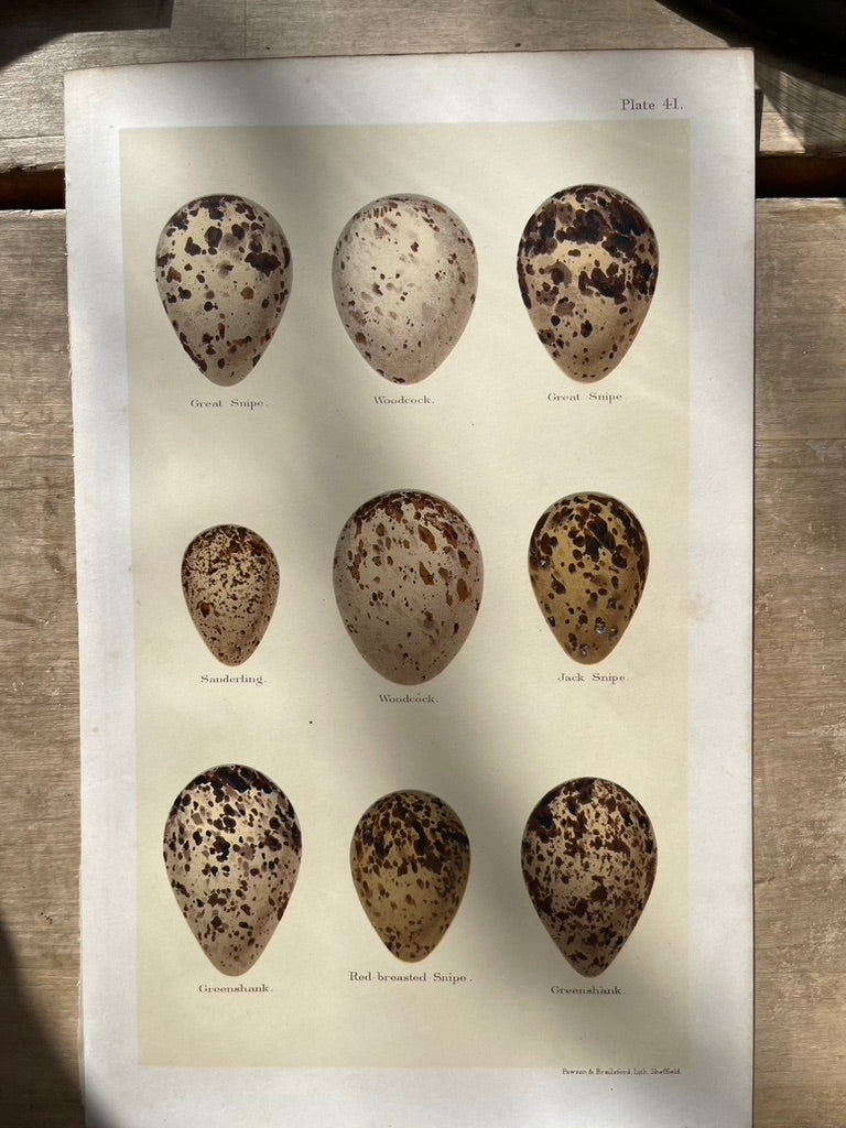 Prints of Eggs of British Birds