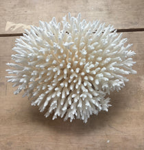 Load image into Gallery viewer, Snow Coral