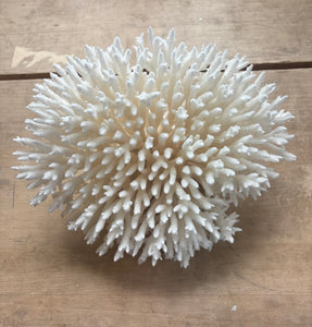 Snow Coral