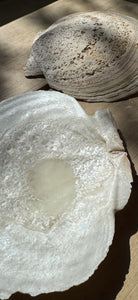 Clam Shells