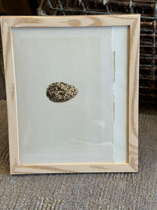 Nests & Eggs of British Birds