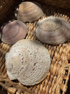 Clam Shells