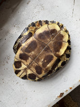 Load image into Gallery viewer, Small Turtle Shell