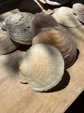 Load image into Gallery viewer, Clam Shells