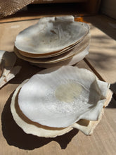 Load image into Gallery viewer, Clam Shells