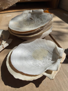 Clam Shells
