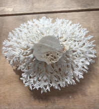 Load image into Gallery viewer, Snow Coral