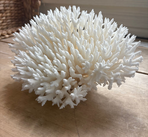 Snow Coral