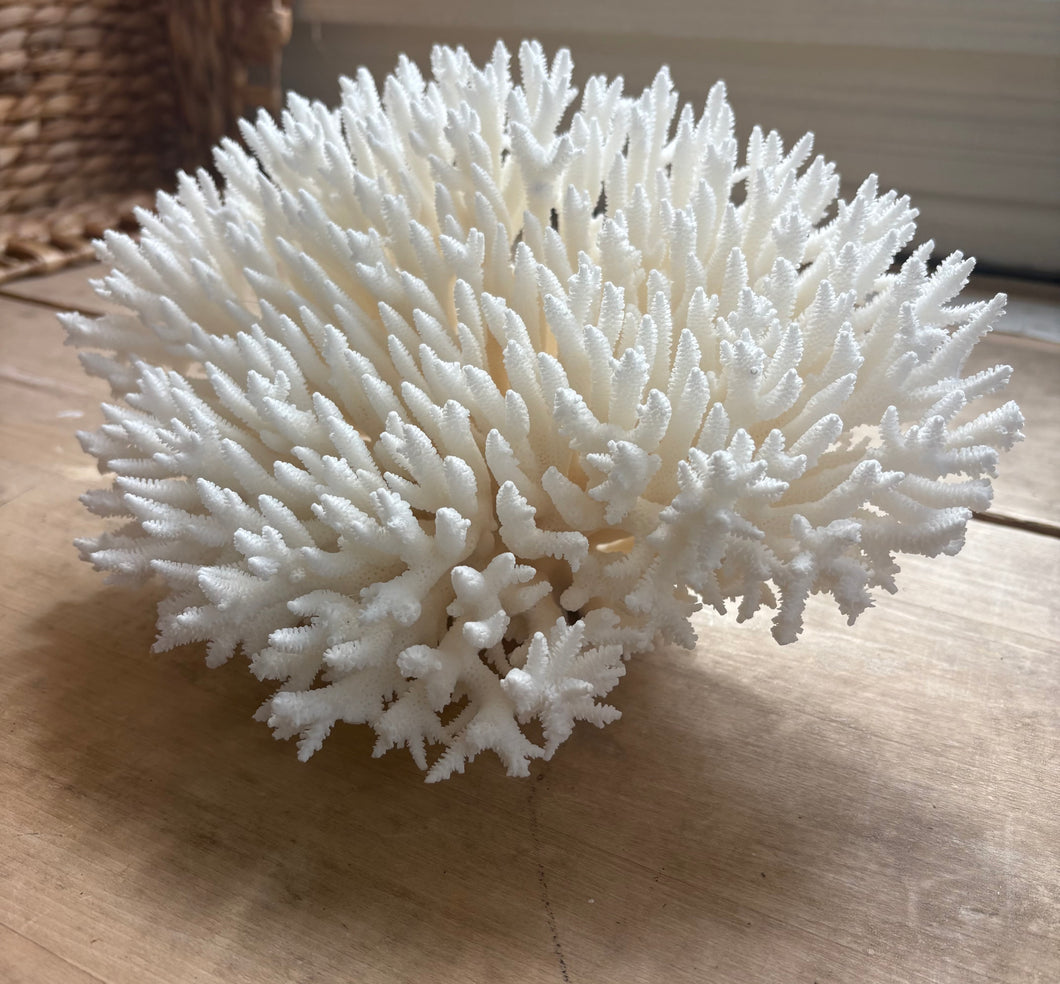 Snow Coral