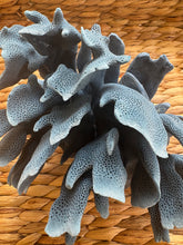 Load image into Gallery viewer, Mediterranean Blue Coral