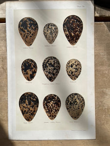 Prints of Eggs of British Birds