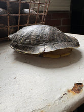 Load image into Gallery viewer, Small Turtle Shell