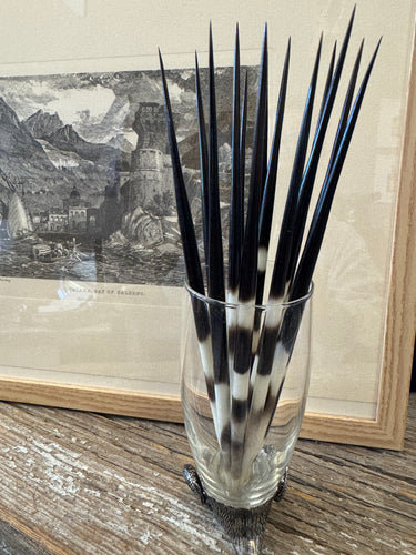 Porcupine Quill