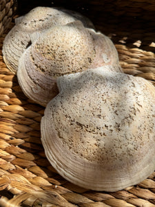 Clam Shells