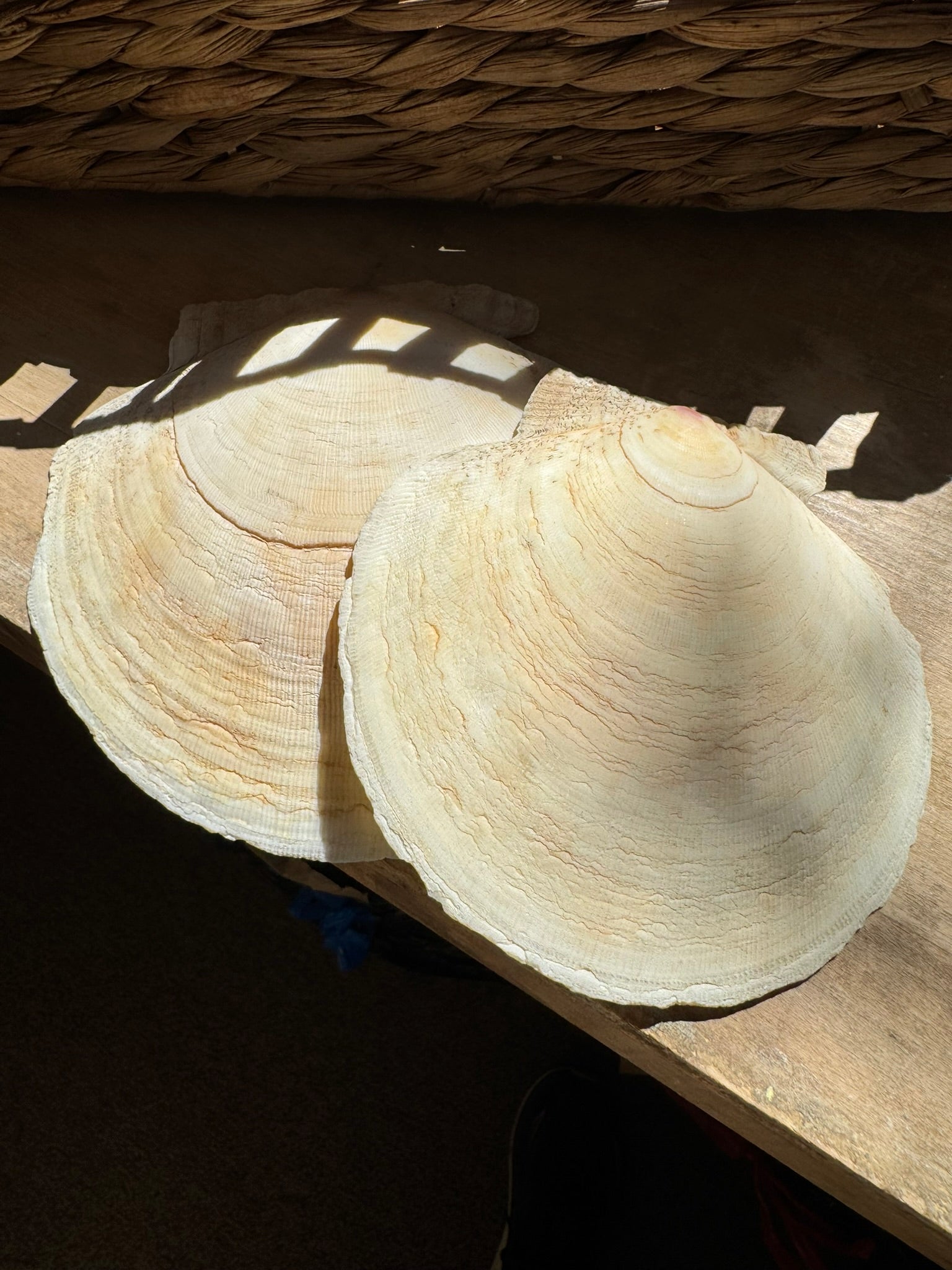 Joined Clam Shell Clam Shells – Gretalogie