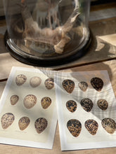 Load image into Gallery viewer, Prints of Eggs of British Birds