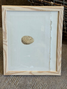 Nests & Eggs of British Birds