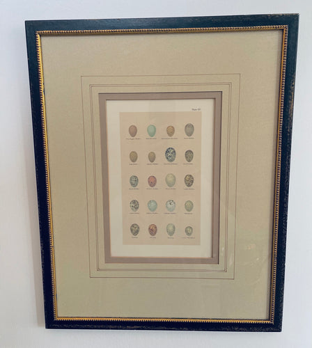 Pair of Framed Vintage Egg Prints